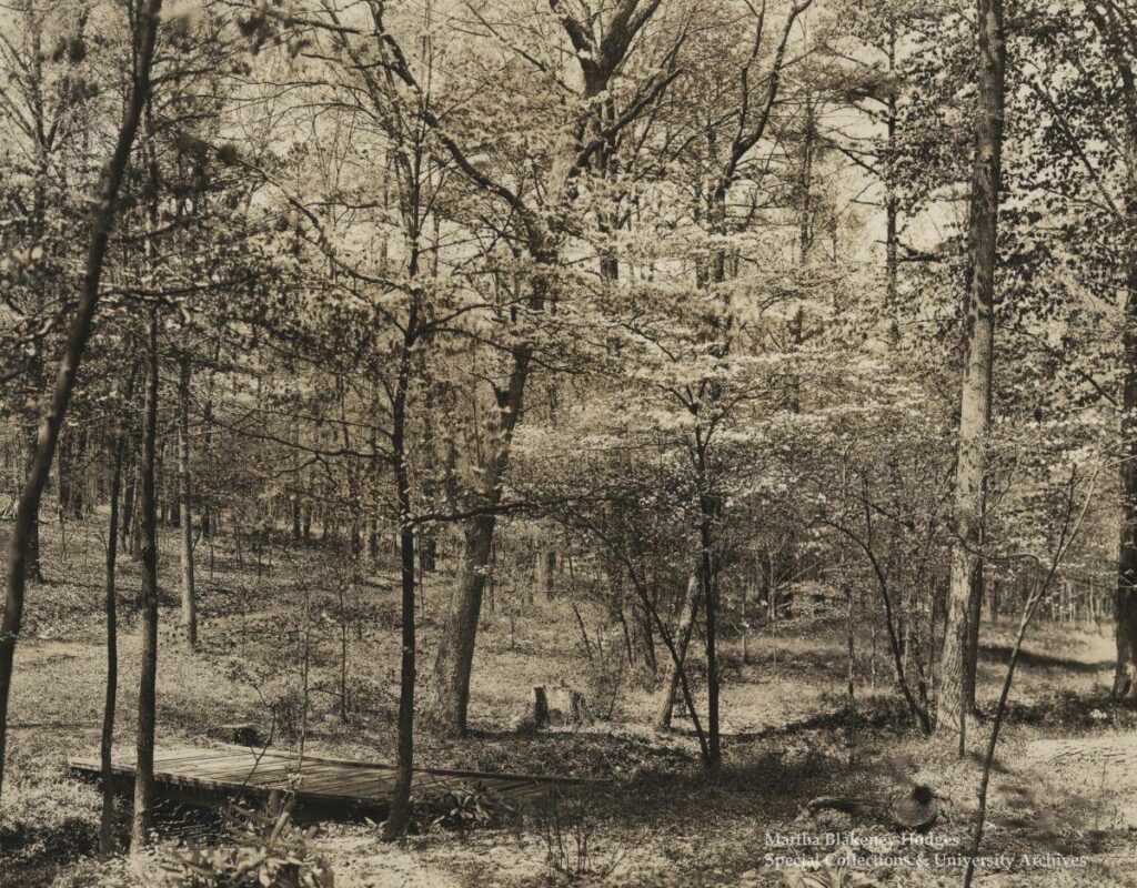 Historical Peabody Park image of park foliage. Circa 1920 - 1930.
