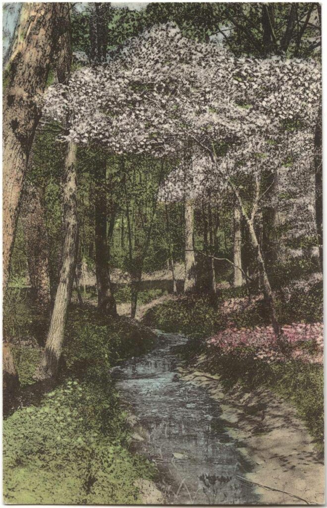 Historical Peabody Park image of a stream. Circa 1950s.