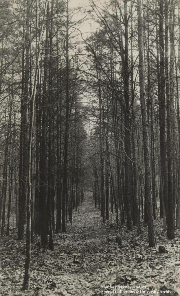 Historical Peabody Park image of pines in the park.